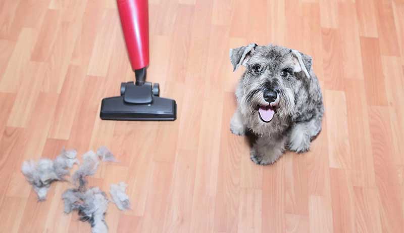 Why Isn’t My Vacuum Picking Up Dog Hair